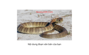 Mộng thấy rắn điềm báo gì ?