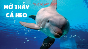 Giấc Mơ Thấy Cá Heo