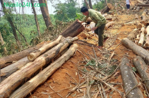 Mơ Thấy Đang Đốn Củi