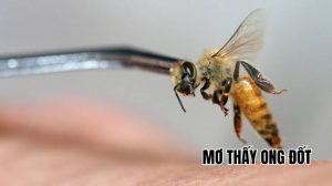 Mộng Thấy Ong Đốt