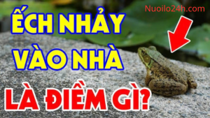 Mơ Thấy Ếch Vào Nhà