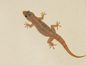 mộng Thấy Thằn Lằn
